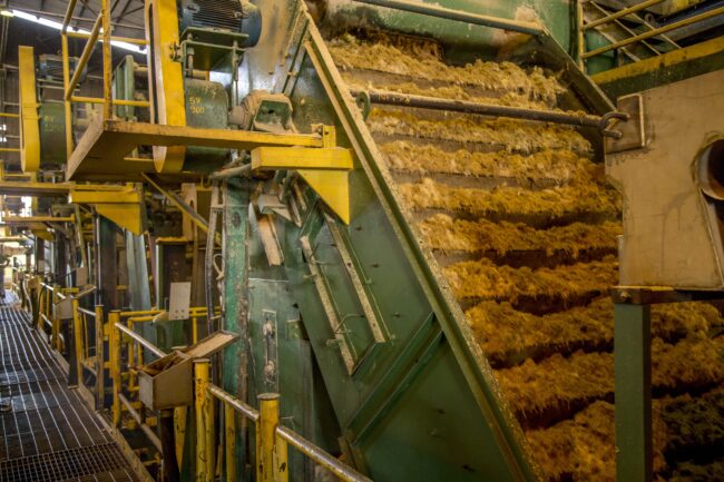 Sugar,Cane,Mill A conveyor belt carries processed sugarcane fiber inside an industrial sugar factory.